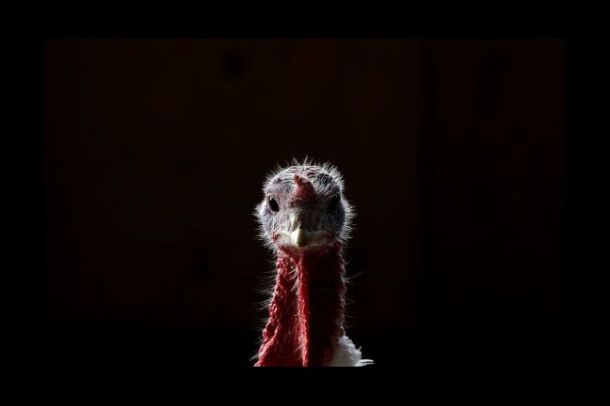 clone_turkey-day-thanksgiving-5-20101122